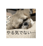 シーズーのそらくん（個別スタンプ：6）