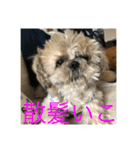 シーズーのそらくん（個別スタンプ：7）