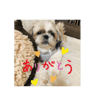 シーズーのそらくん（個別スタンプ：11）