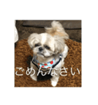 シーズーのそらくん（個別スタンプ：13）