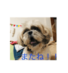 シーズーのそらくん（個別スタンプ：16）