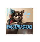ほのぼのわんこライフ2（個別スタンプ：5）