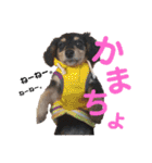 ほのぼのわんこライフ2（個別スタンプ：6）