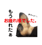ほのぼのわんこライフ2（個別スタンプ：9）