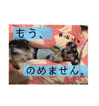 ほのぼのわんこライフ2（個別スタンプ：11）