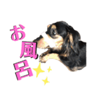 ほのぼのわんこライフ2（個別スタンプ：14）