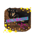 ほのぼのわんこライフ2（個別スタンプ：17）
