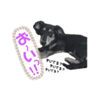 ほのぼのわんこライフ2（個別スタンプ：19）