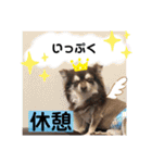 ほのぼのわんこライフ2（個別スタンプ：26）