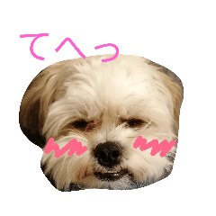 [LINEスタンプ] マルシーズー玄米くん 