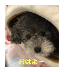 [LINEスタンプ] シルバープーティン之助 