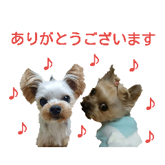 [LINEスタンプ] モモと小次郎