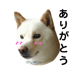 [LINEスタンプ] 柴犬ヤマトの日常 
