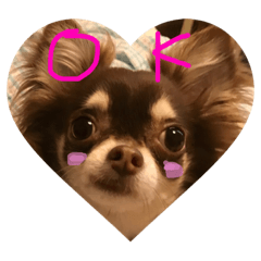 [LINEスタンプ] ちわわ日常スタンプ fetchpriority=high
