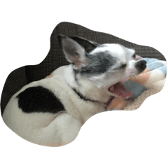 [LINEスタンプ] ボクは チワワのアランです fetchpriority=high