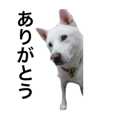 [LINEスタンプ] 紀州犬ロックちゃんの使えるスタンプ