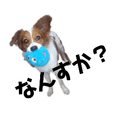 [LINEスタンプ] ミックス犬こころの日常 