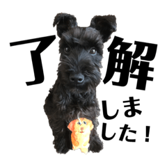 [LINEスタンプ] 黒シュナウザー・犬のクロさん2・ていねい 