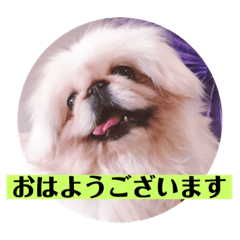 [LINEスタンプ] コトコトコットン 