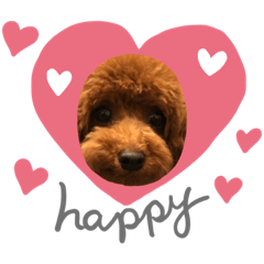[LINEスタンプ] トイプードル   アムールのスタンプ 