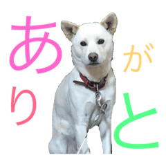 [LINEスタンプ] りんちゃん♥️ 