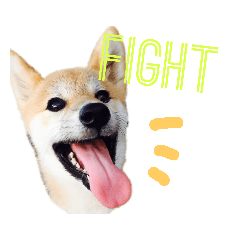 [LINEスタンプ] 柴犬こたろう 子犬Ver. fetchpriority=high