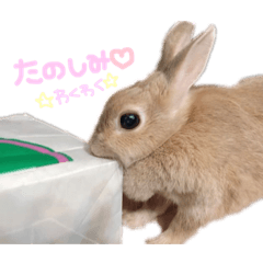 [LINEスタンプ] ショコラのほのぼの日常