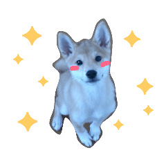 [LINEスタンプ] ぼくは琥珀☆