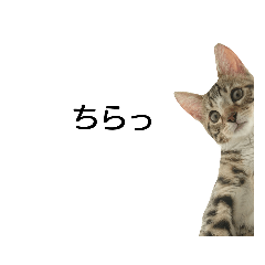 [LINEスタンプ] ベンガル日常