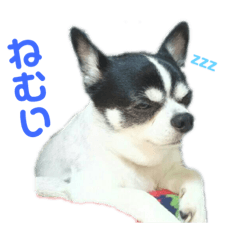 [LINEスタンプ] まいろ時々くるちゃん
