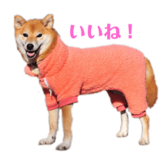 [LINEスタンプ] 柴犬こなつスタンプ 1