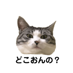 [LINEスタンプ] みいなはにい