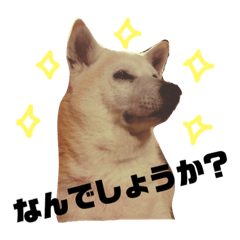 [LINEスタンプ] 柴犬のさくらさん