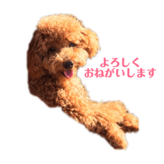[LINEスタンプ] 僕はころっけ