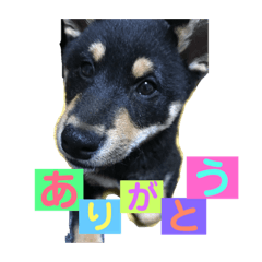 [LINEスタンプ] 柴犬家族の日常