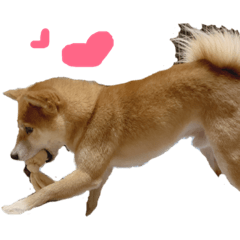 [LINEスタンプ] 柴犬 なっぺ