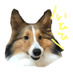 [LINEスタンプ] シェルティのニコニコスタンプ