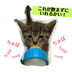 [LINEスタンプ] おーちゃんの毎日♡