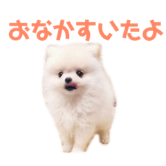 [LINEスタンプ] ポメラニアンのぽんき君Part2