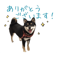 [LINEスタンプ] 柴犬さち・パピヨンはる