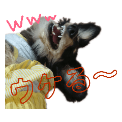 [LINEスタンプ] ダックスフンド～ベルゼっ子～ 
