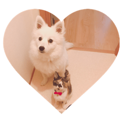 [LINEスタンプ] わが家のわんとにゃん 