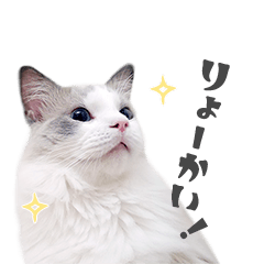 [LINEスタンプ] ラグドール「コロネ」 