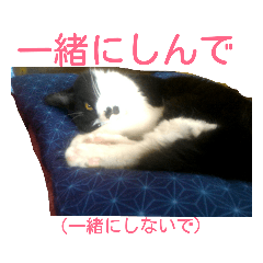 [LINEスタンプ] 愛知県の猫ちゃん 