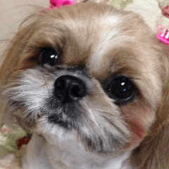[LINEスタンプ] シーズー犬ちょこ