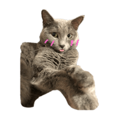 [LINEスタンプ] 猫のゆめちゃん 