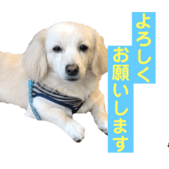 [LINEスタンプ] ゴンとカシュー40個