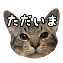 [LINEスタンプ] 使いやすい猫ちゃんスタンプ 2