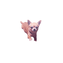 [LINEスタンプ] 小さいシュールなチワワ