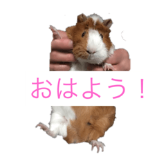 [LINEスタンプ] モルモット花ちゃんの日課